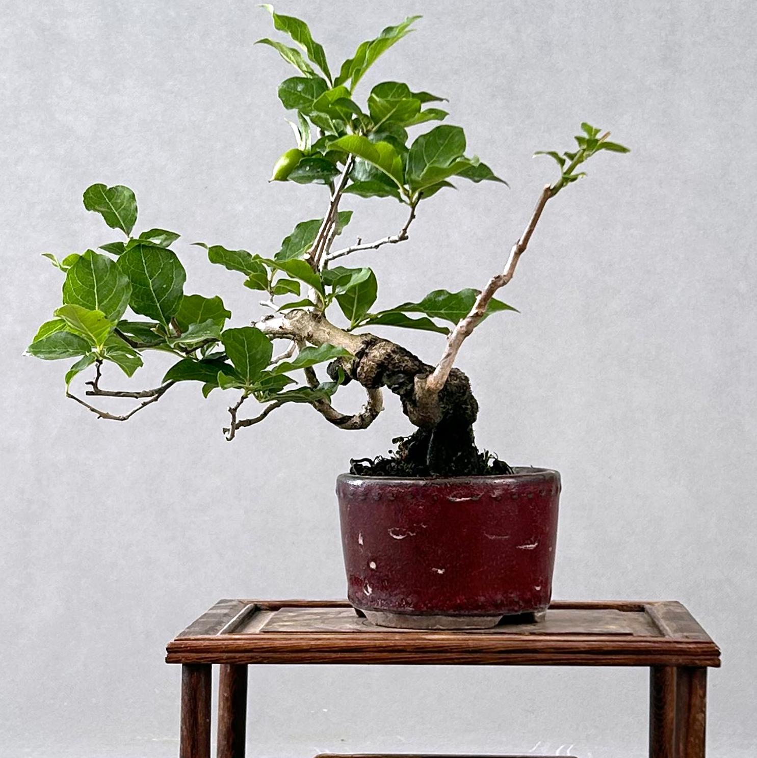 DIOSPYROS ROMBIFOLIA (KAKI) - Image 3